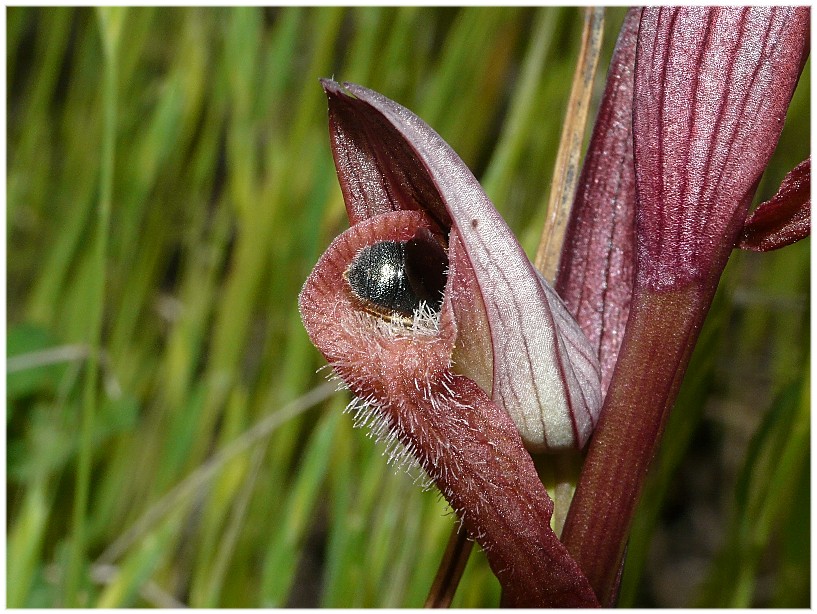 Pseudocopulazione di Ceratina cucurbitina su S. lingua